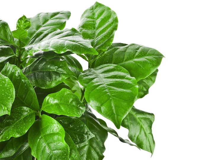 Kaffeepflanze | Coffea Arabica pro Stück - Zimmerpflanze im Kinderzimmertopf cm12 cm - ↕25 cm