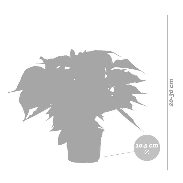 Zimmerpflanze im Topf mit den Maßen 20 bis 30 Zentimeter Höhe und 10,5 Zentimeter Durchmesser