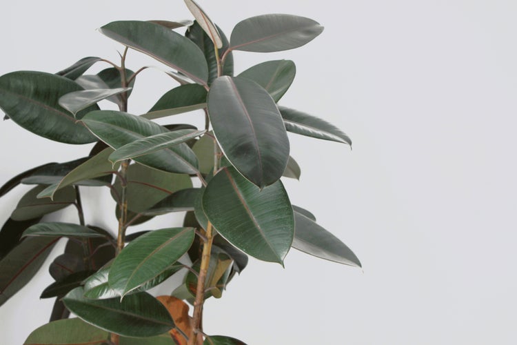 Bloomique - 2er Set - Ficus Elastica Robusta - Gummibaum - Zimmerpflanzen - Luftreinigend - Pflegeleicht - Höhe 30-40 cm - Topf 12 cm
