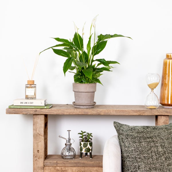 Bloomique - 2er Set - Spathiphyllum Torelli - Friedenslilie - Einblatt Zimmerpflanze - Zimmerpflanzen - Luftreinigend - Höhe 30-40 cm - Topf 12 cm