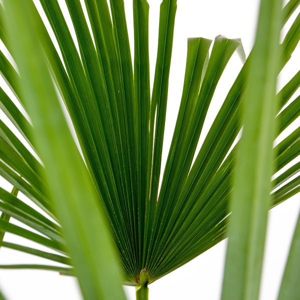 Bloomique - Trachycarpus Fortunei - Chinesische Hanfpalme - Palmen Winterhart Draußen - Höhe 70-80 cm - Topf 24 cm
