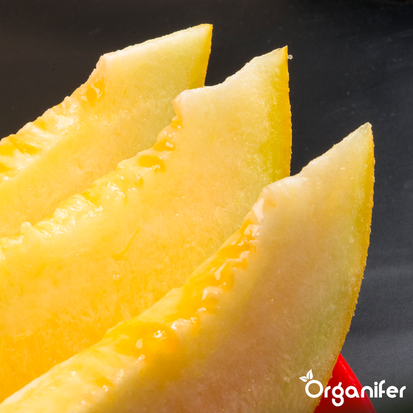 Drei aufrecht stehende Scheiben einer gelben Melone mit dem Organifer Logo.