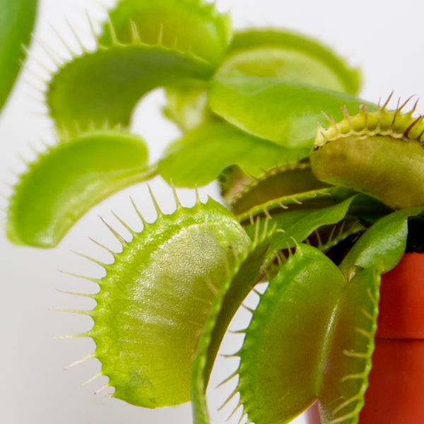 3x Dionaea Muscipula – Fleischfressende Pflanze – Pflegeleicht –⌀6 cm – ↕05-10 cm