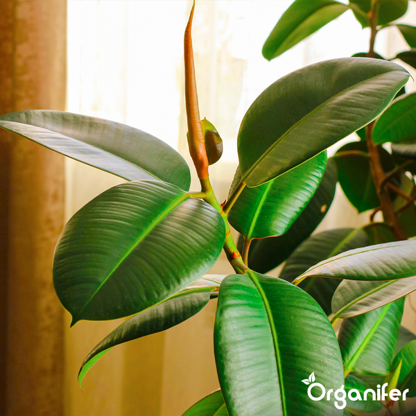 Gummibaum Ficus elastica mit weiß-grün panaschierten Blättern. Organifer Logo.