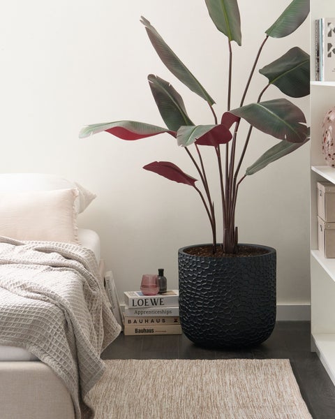 Zimmeransicht mit Pflanze im Topf, Teppich und Bett