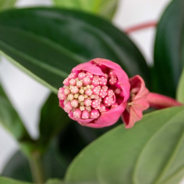 Medinilla magnifica 'Flamenco' - Medinilla - Zimmerpflanze - Pflegeleicht - ⌀17 cm - 50-60 cm