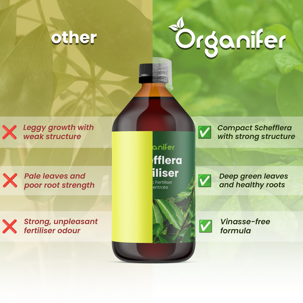 Organifer Logo. Vergleich von Organifer Schefflera Dünger: kompaktes Wachstum, starke Struktur, gesunde Wurzeln und vinassefreie Formel.