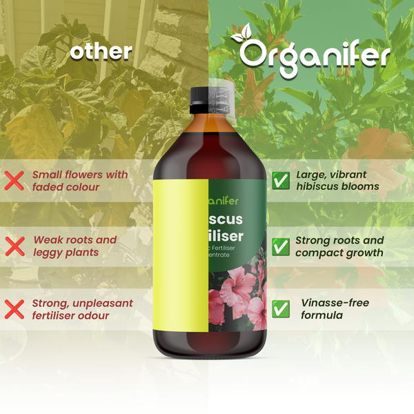 Organifer Logo. Vergleich von Hibiskus-Dünger mit anderen Produkten. Vorteile sind große Blüten, kräftige Wurzeln, kompaktes Wachstum und eine vinassefreie Formel.