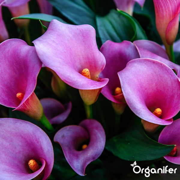 Lilafarbene Calla Lilien Zantedeschia mit grünen Blättern. Organifer Logo.