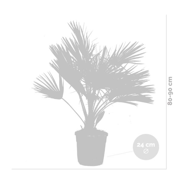Chamaerops Humilis - Europäische Zwergpalme - Palme - Winterhart - ⌀24 cm - ↕80-90 cm