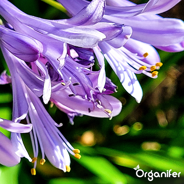 Nahaufnahme einer violetten Schmucklilie mit Organifer Logo.
