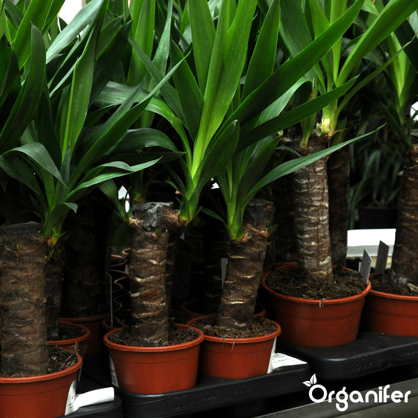 Yucca-Palme mit strukturiertem Stamm und spitzen Blättern, Organifer Logo.