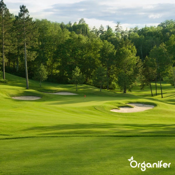 Gepflegter Golfplatz mit Sandbunkern, Green mit Flagge und angrenzendem Wald. Organifer Logo.