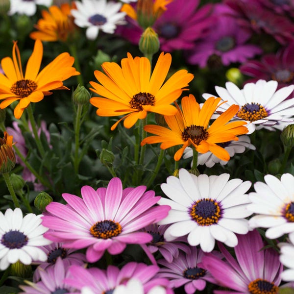 Abfalleimer mit runder Form und Einwurföffnung