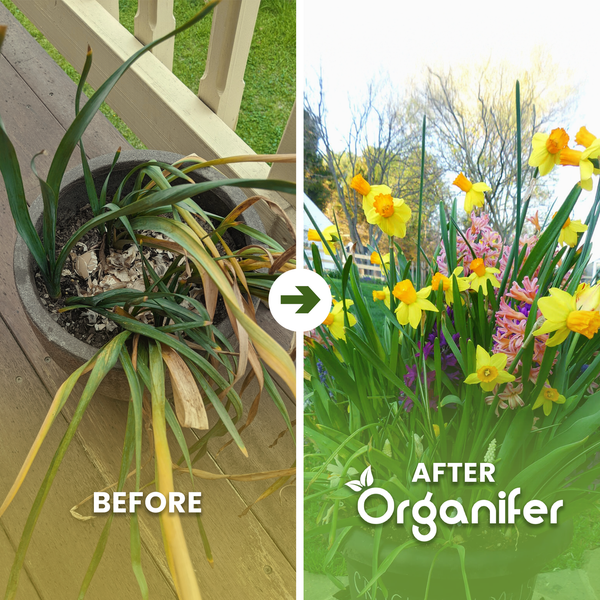 Weiße und gelbe Narzissen blühen in einem Garten zwischen grünen Blättern. Organifer Logo.