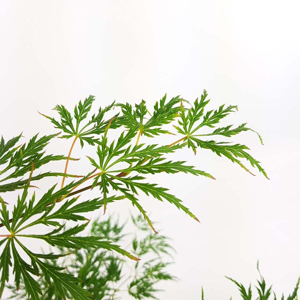 Bloomique - Acer Palmatum Dissectum - Japanischer Ahorn - Grünes Laub - Gartenpflanzen - Winterhart - 50-70 cm Hoch - Topf 19 cm