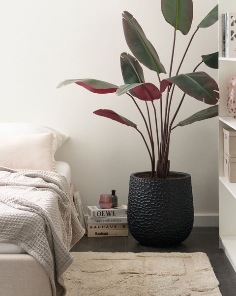 Zimmeransicht mit Bett, Bücherregal, Zimmerpflanze in einem Topf und Teppich