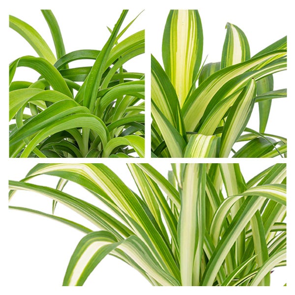 6x Graslilie-Mix - Graslilie - Zimmerpflanzen - Deodorierend - ⌀12 cm - ↕20-25 cm