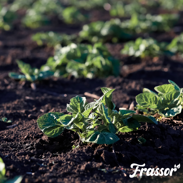 Ein Weidenkorb gefüllt mit frischen Tomaten, Paprika und Auberginen, umgeben von grünen Gartenpflanzen und Petersilie. Frassor Logo.