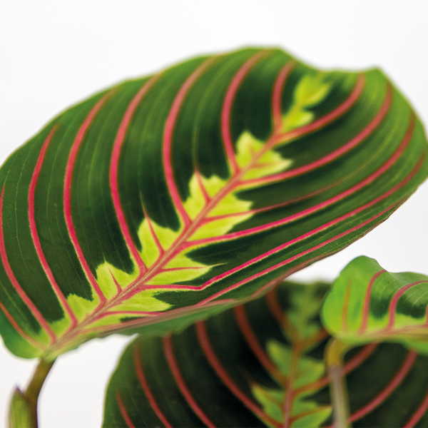 Bloomique - Maranta Tricolor - Gebetspflanze - Zimmerpflanzen - Luftreinigend - Höhe 10-15 cm - Topf 12 cm