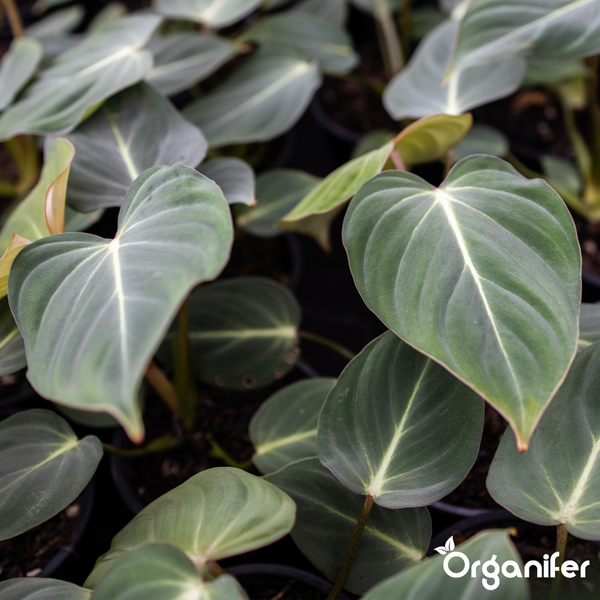 Zwei Flaschen organischer Philodendron Dünger Konzentrat von Organifer, 2 Liter für circa 2000 Liter.