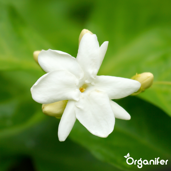 Weiße Jasminblüte mit Knospen und Organifer Logo.