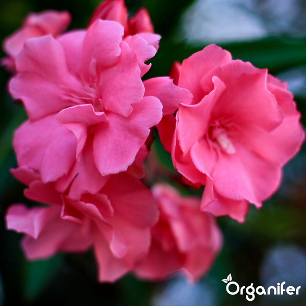 Nahaufnahme von rosafarbenen Oleanderblüten mit Organifer Logo