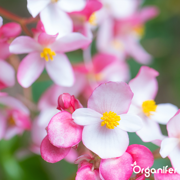 Nahaufnahme von rosa und weißen Begonienblüten mit gelber Mitte. Organifer Logo.