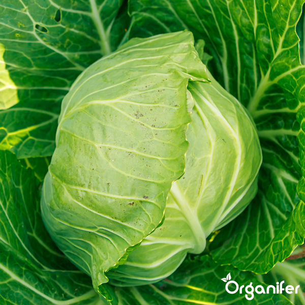 Frischer Weißkohl mit großen Außenblättern im Garten, Organifer Logo