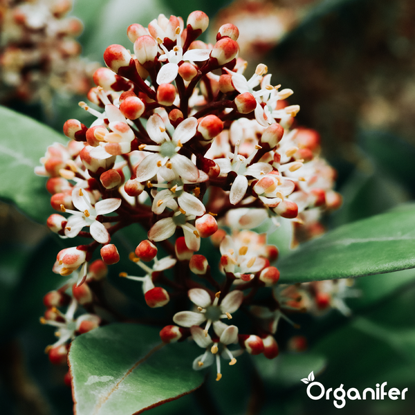 Skimmia japonica mit weißen Blüten und roten Knospen und Organifer Logo