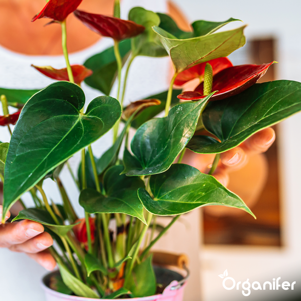 Anthurium-Pflanze mit grünen Blättern und roten Blüten in einem Topf, gehalten von Händen. Organifer Logo.