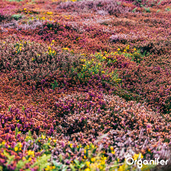 Dichter Bodendecker mit blühender Heide und kleinen gelben Blüten für Gartenbeete und Landschaftsgestaltung. Organifer Logo.