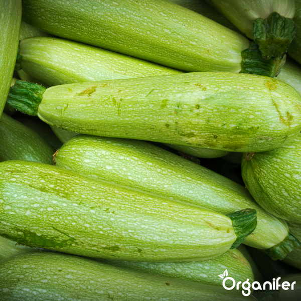 Frische Zucchini in verschiedenen Farben wie Gelb und Grün, Organifer Logo.
