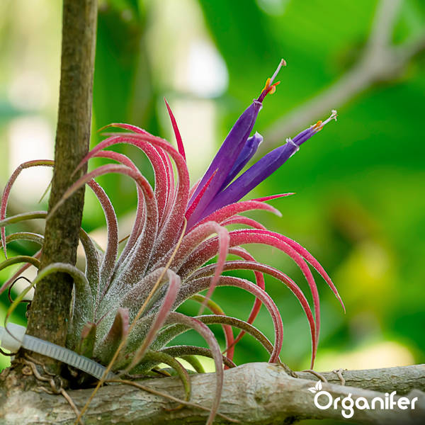 Tillandsia Ionantha Luftpflanze in Kugelform mit roten Blättern und violetten Blüten. Organifer Logo.