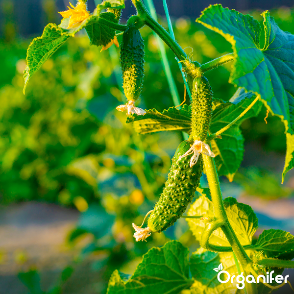 Gurken mit kleinen gelben Blüten an einer Ranke im Garten. Organifer Logo.