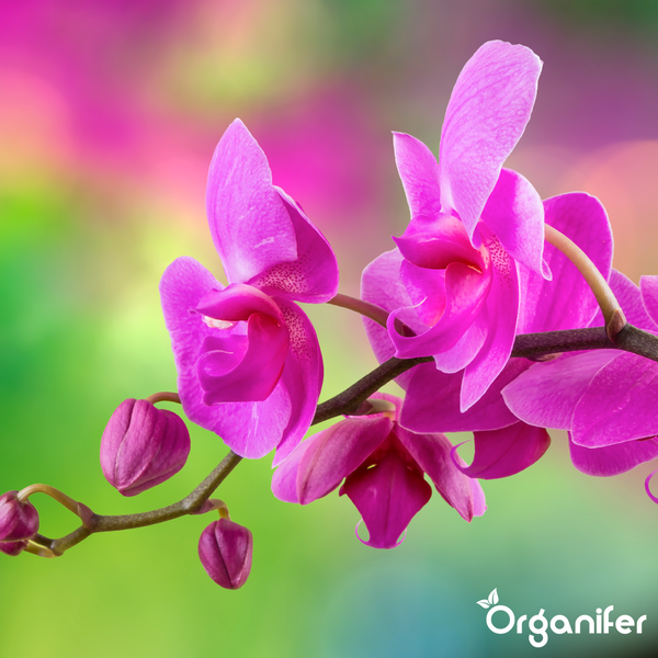 Orchidee mit pinkfarbenen Blüten und Knospen. Organifer Logo.
