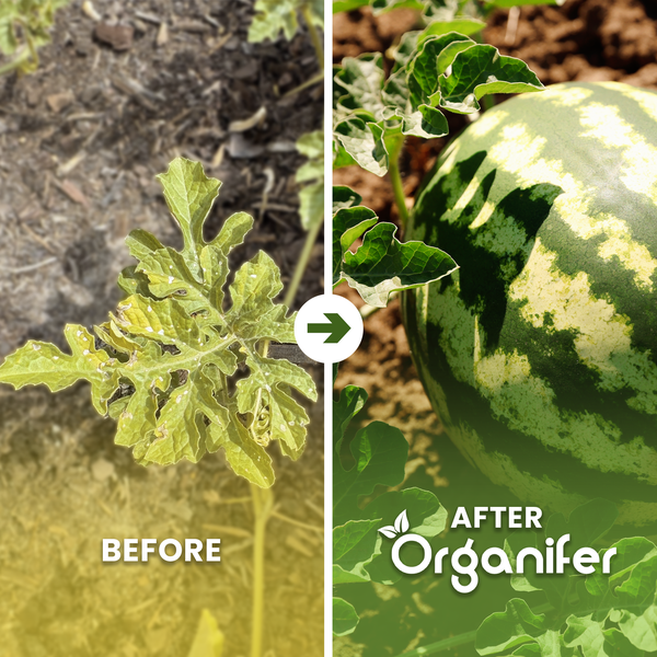 Vorher-Nachher-Vergleich einer Wassermelonenpflanze nach der Anwendung von Organifer mit gesunder Frucht und kräftigem Laub.
