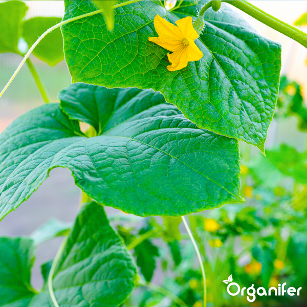 Gurkenpflanze mit Blättern und Blüte, Organifer Logo.