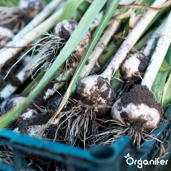 Frisch geernteter Knoblauch mit Wurzeln und Stielen in einer Kiste. Organifer Logo.