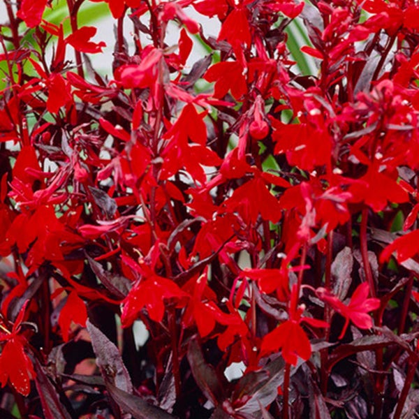 3x Lobelia Queen Victoria – Kardinalblume – Pflegeleicht – Zone 1/2 – ⌀09cm - ↕15-25 cm