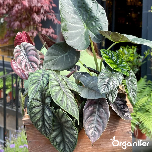 Dunkelgrünes pfeilförmiges Blatt einer Alocasia-Pflanze mit weißen Blattadern. Organifer Logo.