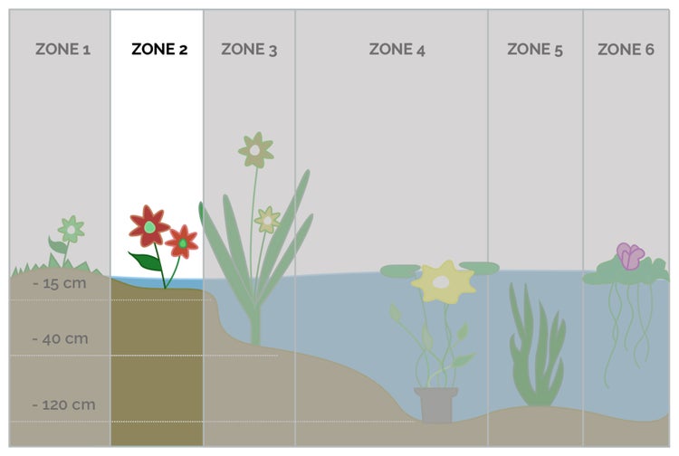 Mentha aquatica pro 3 Stück| Wasserminze - Teichpflanze im Anzuchttopf ⌀9 cm - ↕10-20 cm