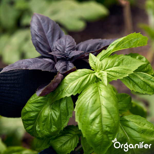Frische grüne und dunkelviolette Basilikumblätter im Garten mit Organifer Logo.