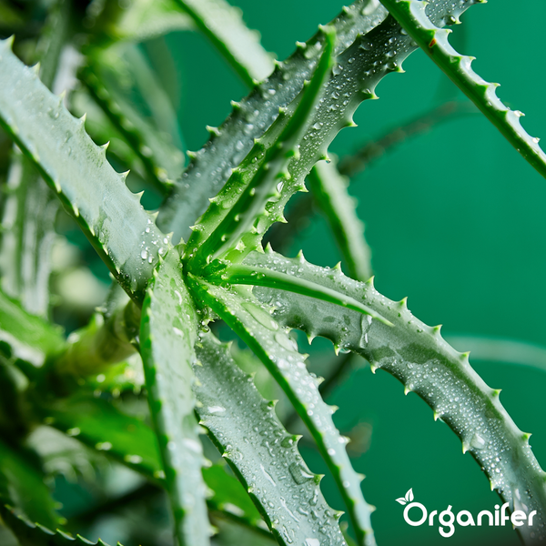Drei aufgestapelte Stücke einer Aloe Vera Pflanze mit sichtbarem Blattgel und Dornen. Organifer Logo