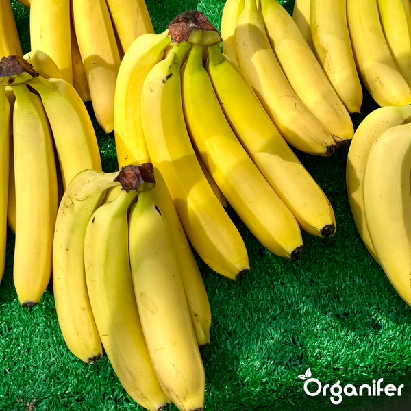 Bündel reifer Bananen. Organifer Logo.