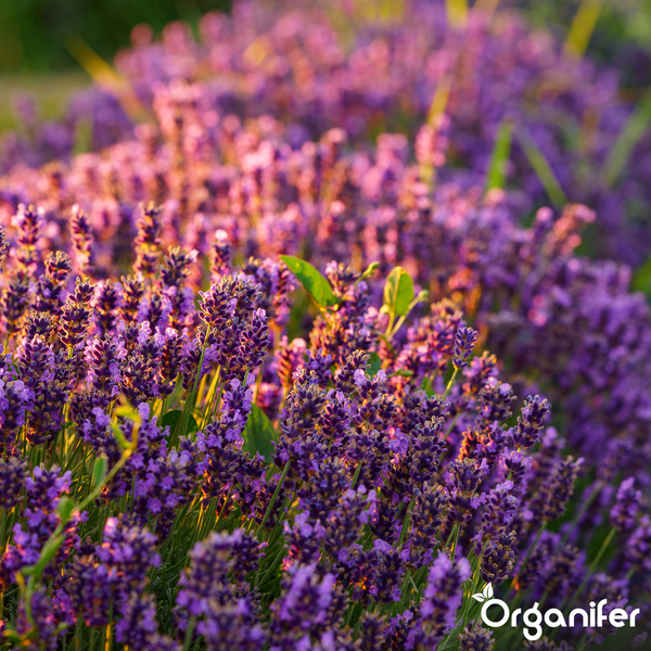 Blühendes Lavendelfeld im Garten bei Sonnenlicht, Organifer Logo.