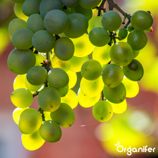 Nahaufnahme grüner Weintrauben mit Organifer Logo.