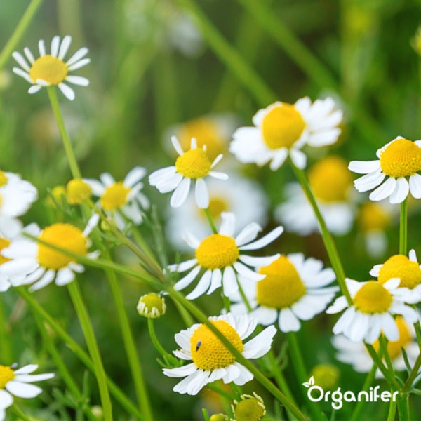 Biologisches Kräutersaatgutpaket – 10 Arten - Organifer