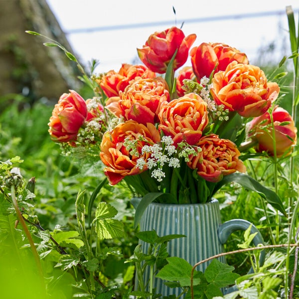 Bloomique - Mischung aus 20 - Tulipa Double Peach - Tulpenzwiebeln - gefüllte Blume - Blumenzwiebeln - Frühlingsblüte - mehrjährige Pflanzen - wird bis zu 30-35 cm groß