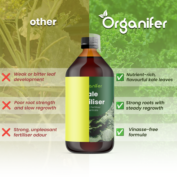 Vergleich von Organifer Grünkohldünger mit anderen Produkten: nährstoffreiche Blätter, starke Wurzeln und vinassefreie Formel.